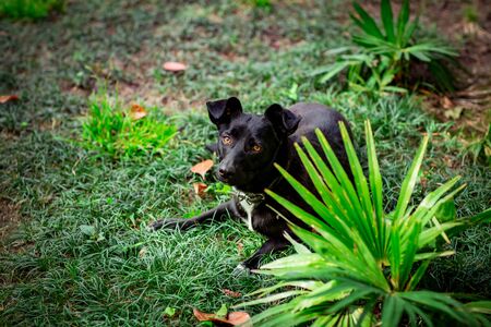 black dog, lying on the street, in the daytime, on the green grass, near a palm treeの写真素材