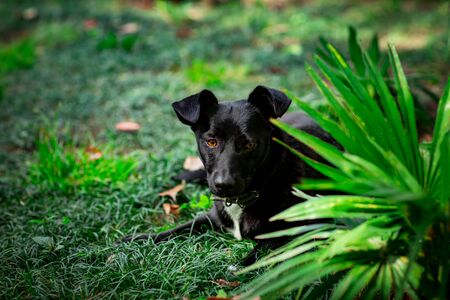 black cute dog, lying on the street on a summer day, on the green grass, near the treesの写真素材