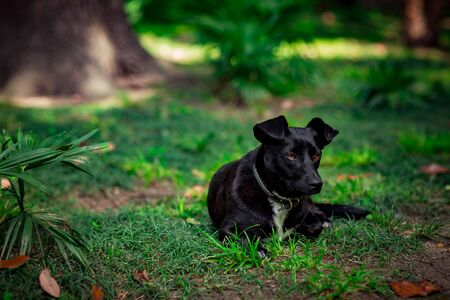 black cute dog, lying on the street on a summer day, on the green grass, near the treesの写真素材