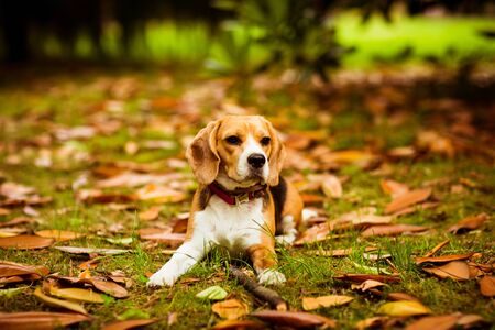 cute Beagle puppy in a pink collar, playing on yellow leaves and grass, autumn day in the Parkの写真素材