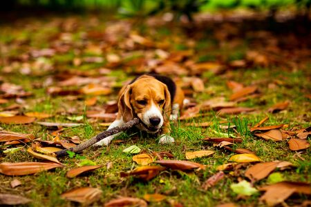 cute Beagle puppy in a pink collar, playing with a stick on yellow leaves and grassの写真素材