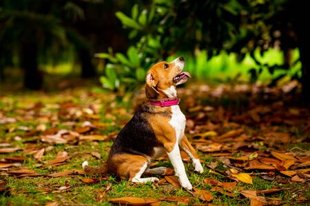 a Beagle puppy sitting on yellow leaves in the Parkの写真素材