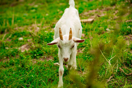livestock, white goat walking on the farm near the houseの写真素材