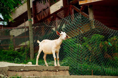 livestock, white goat walking on the farm near the houseの写真素材
