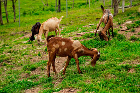 livestock, goats, cows graze on a farm in the villageの写真素材