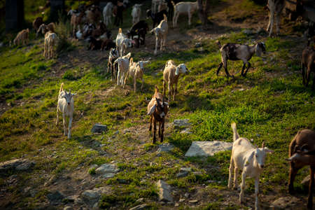 livestock, goats, cows graze on a farm in the villageの写真素材