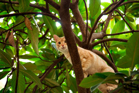 red, domestic, funny cat, sitting on a tree with green leavesの写真素材