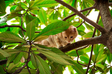red, domestic, funny cat, sitting on a tree with green leavesの写真素材