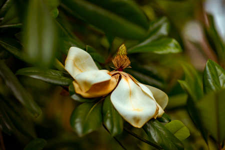natural background of magnolia flowers close-up with green leaves