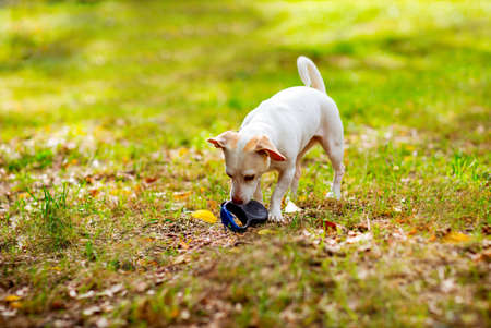 white, small dog of the Jack Russell terrier breed, walking on an autumn day, in the parkの写真素材