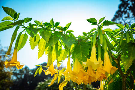 natural, spring background of large, beautiful flowers,yellow bellの写真素材