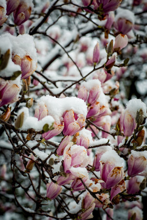 frozen rare flower magnolia sulanja, under the spring snow, spoiledの写真素材