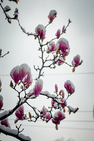 frozen rare flower magnolia sulanja, under the spring snow, spoiledの写真素材