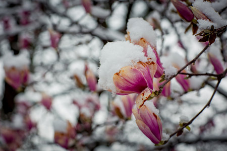 frozen rare flower magnolia sulanja, under the spring snow, spoiledの写真素材