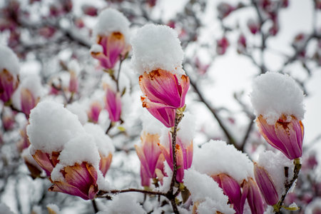 frozen rare flower magnolia sulanja, under the spring snow, spoiledの写真素材