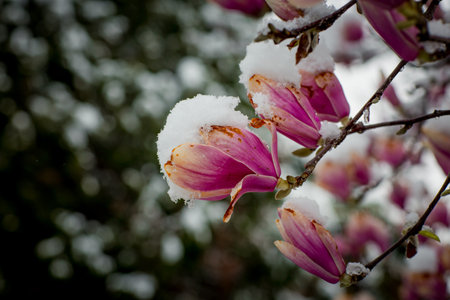 frozen rare flower magnolia sulanja, under the spring snow, spoiledの写真素材