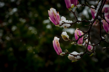 frozen rare flower magnolia sulanja, under the spring snow, spoiledの写真素材