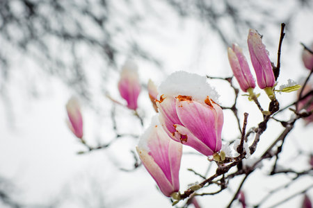 frozen rare flower magnolia sulanja, under the spring snow, spoiledの写真素材