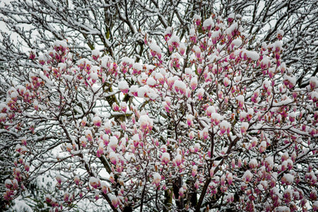 frozen rare flower magnolia sulanja, under the spring snow, spoiledの写真素材