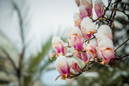 frozen rare flower magnolia sulanja, under the spring snow, spoiledの写真素材