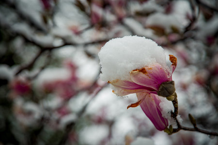 frozen rare flower magnolia sulanja, under the spring snow, spoiledの写真素材