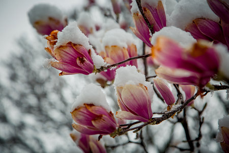 frozen rare flower magnolia sulanja, under the spring snow, spoiledの写真素材