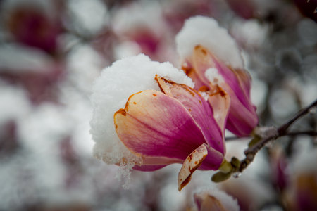 frozen rare flower magnolia sulanja, under the spring snow, spoiledの写真素材