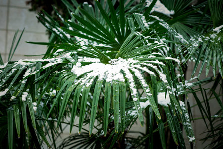 Spring snow on palm leaves in the cityの写真素材
