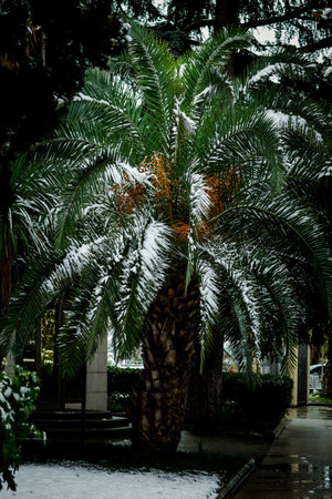 Spring snow on palm leaves in the city