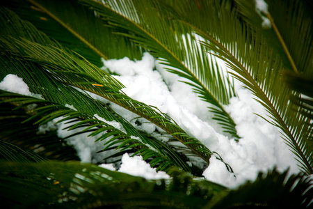 Spring snow on palm leaves in the cityの写真素材