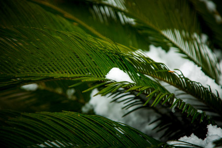 Spring snow on palm leaves in the cityの写真素材