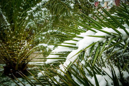 Spring snow on palm leaves in the cityの写真素材