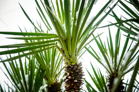 Spring snow on palm leaves in the cityの写真素材