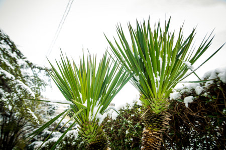 Spring snow on palm leaves in the cityの写真素材