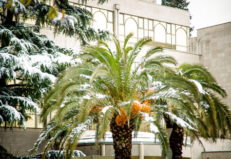 Spring snow on palm leaves in the cityの写真素材