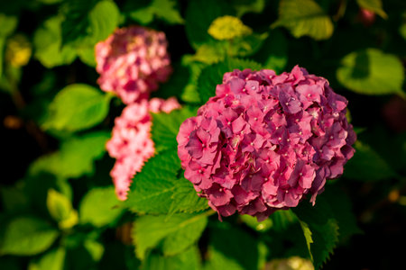Natural background with rare,pink hydrangea flowers,close-upの写真素材