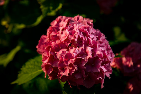 Natural background with rare,pink hydrangea flowers,close-upの写真素材