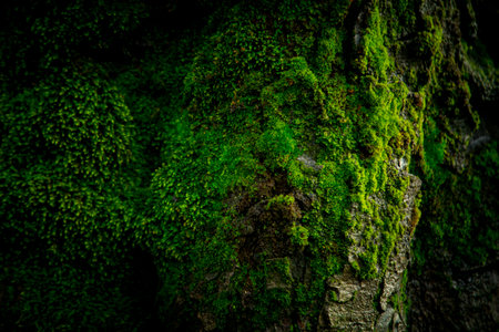 Moss on the tree in the forest. Green moss in the forest.の写真素材