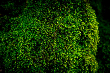 Green moss on the tree in the forest, green moss texture backgroundの写真素材