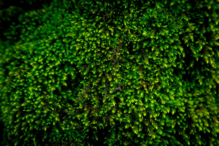 Green moss on the tree in the forest. selective focus.の写真素材