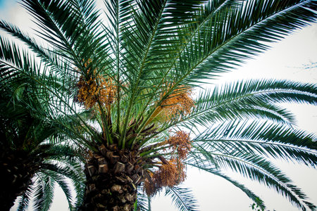 Natural background,texture,palm tree with branches,green leaves and floweringの写真素材