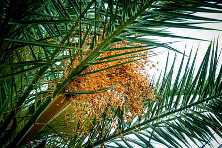 Natural background,texture,palm tree with branches,green leaves and floweringの写真素材