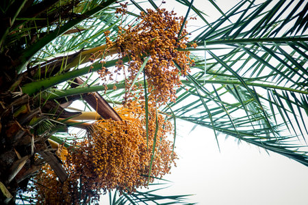 Natural background,texture,palm tree with branches,green leaves and floweringの写真素材
