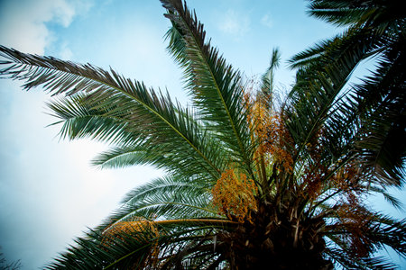 Natural background,texture,palm tree with branches,green leaves and floweringの写真素材