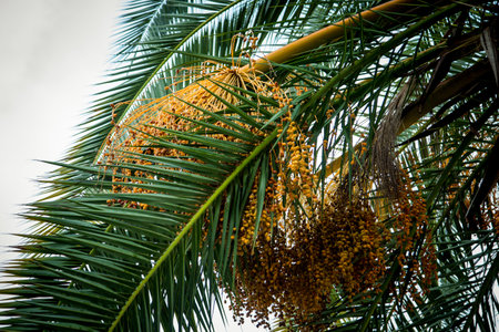 Natural background,texture,palm tree with branches,green leaves and floweringの写真素材