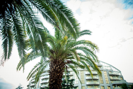 Natural background,texture,palm tree with branches,green leaves and floweringの写真素材