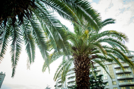 Natural background,texture,palm tree with branches,green leaves and floweringの写真素材