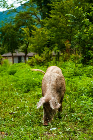 Dirty, adult pig, walking on the green grass, on the farmの写真素材