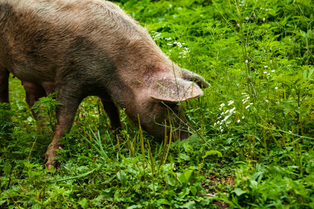 Dirty, adult pig, walking on the green grass, on the farmの写真素材