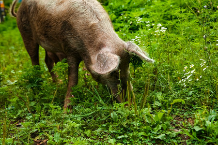 Dirty, adult pig, walking on the green grass, on the farmの写真素材